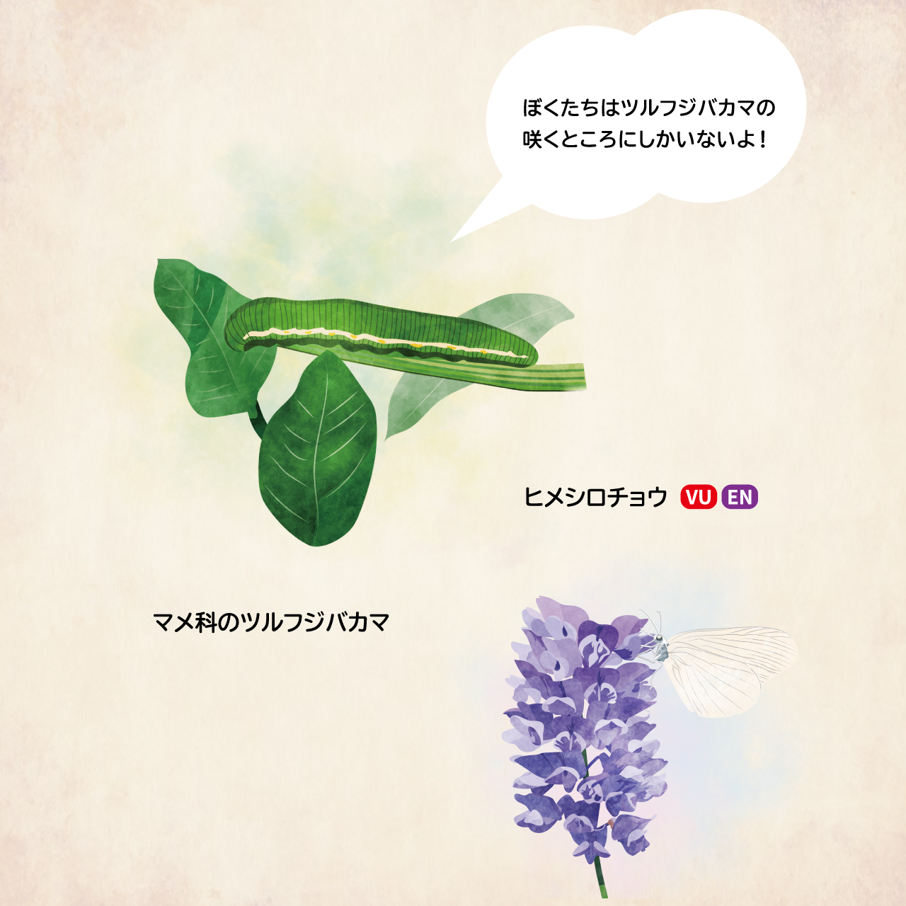 イラスト: ツルフジバカマを食草とするヒメシロチョウ
