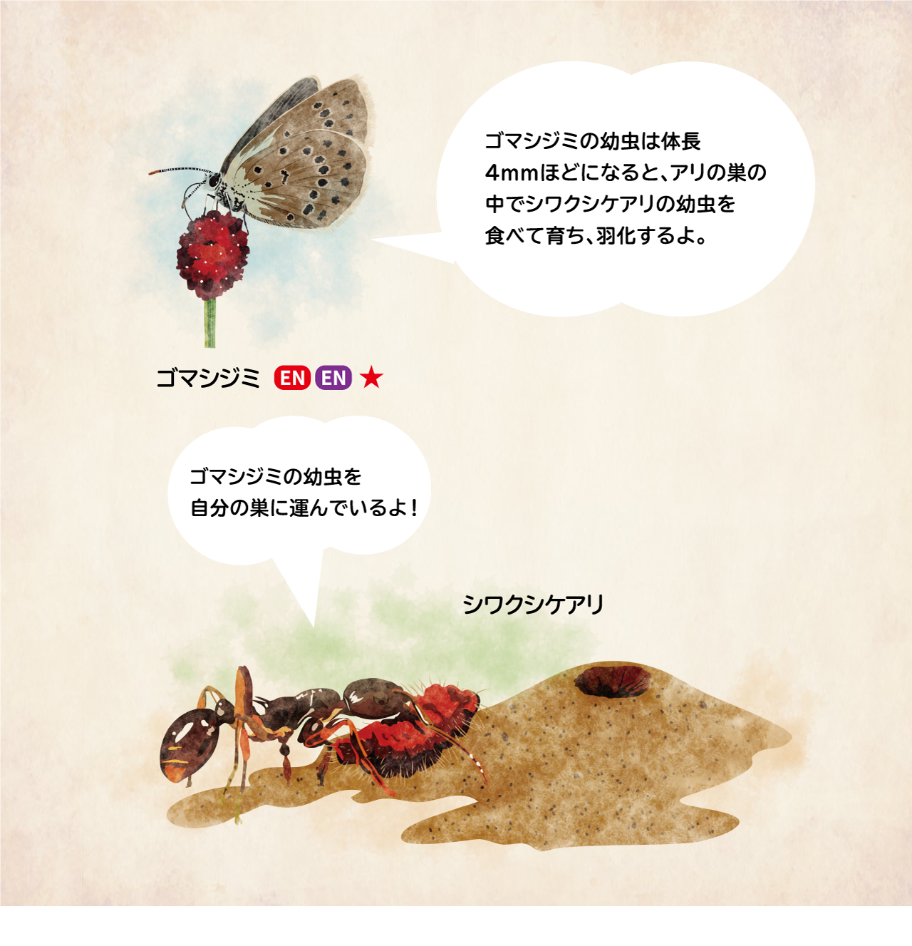 イラスト:幼虫のときに、シワクシケアリの巣の中にすんでいるゴマシジミ