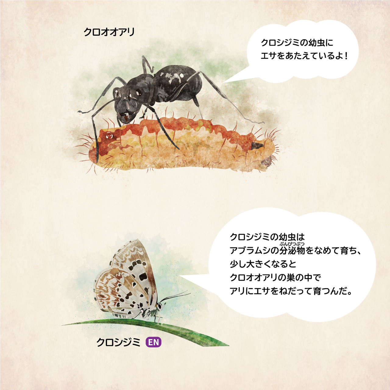 イラスト:幼虫のときに、クロオオアリの巣の中にすんでいるクロシジミ