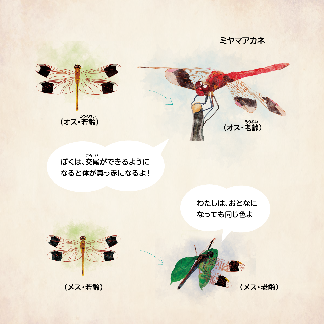 イラスト:交尾ができるようになると、オスだけ体が赤くなるミヤマアカネ