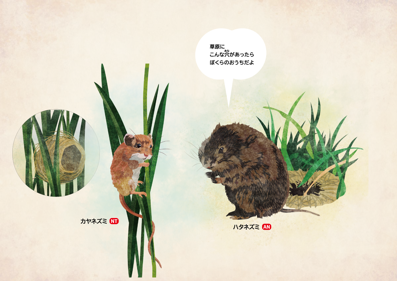 イラスト:草の上に球巣をつくるカヤネズミと、土の中に巣をつくるハタネズミ