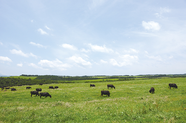 photo of Kuju Plateau