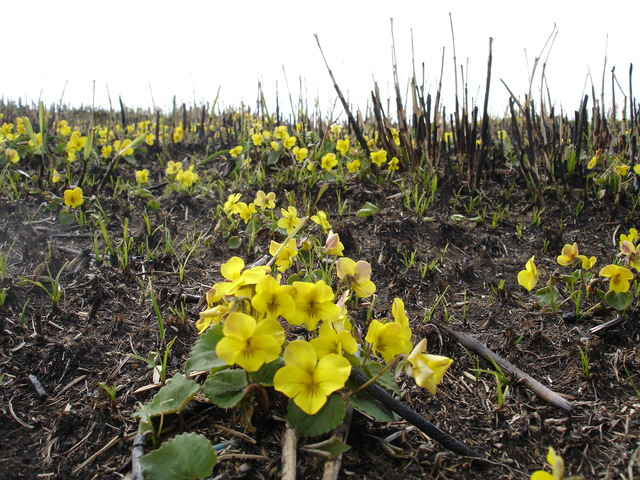 photo of Viola orientalis