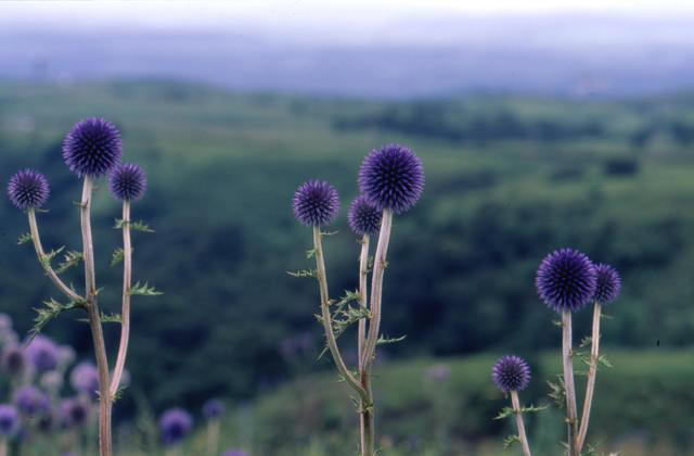 photo of Echinops setifer