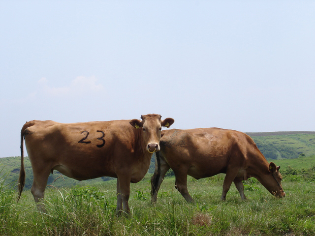 photo of Akaushi (Japanese Brown Cattle)