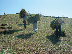 photo of Mowing Conducted Based on Cooperation