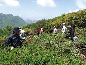 photo of Improvement-cutting of overgrowing trees aiming conserving <em>Rhododendron kiusianum</em>