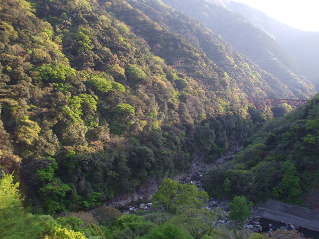 タイトル　北向山の原生林