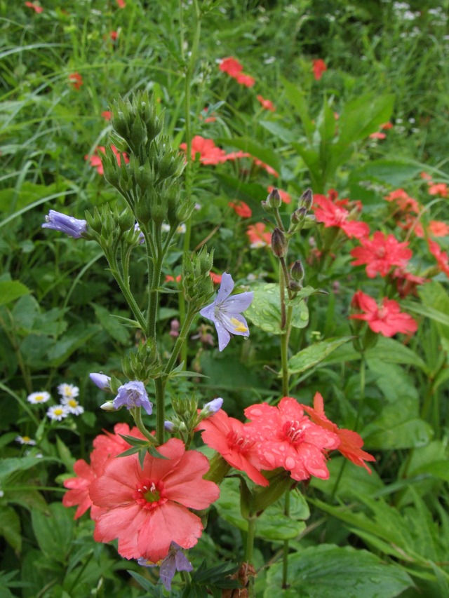 タイトル　花畑