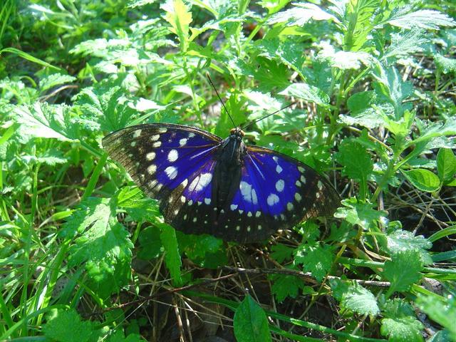 タイトル　オオムラサキ