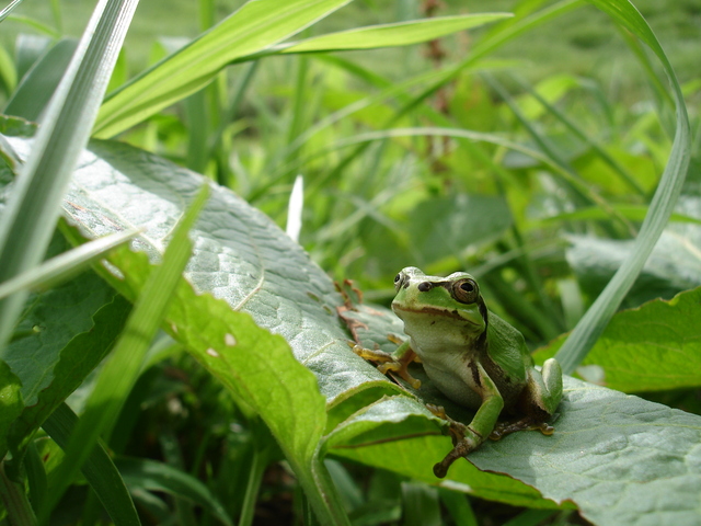 タイトル　ニホンアマガエル