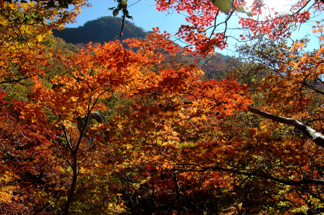 タイトル　黒岳の紅葉