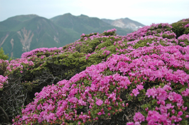 タイトル　大船山のミヤマキリシマ