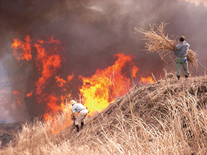 photo of Controlled Burn (in spring)