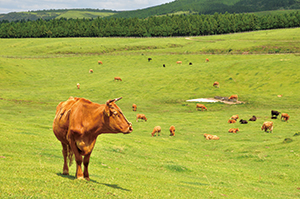 photo of Grassland (short-grass type) Used for Pasturing