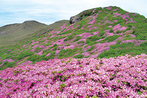 ミヤマキリシマ群落（高岳）の写真