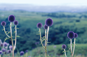 photo of Echinops setifer