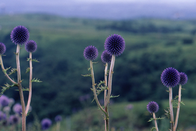 photo 4 of Aso-Kuju National Park