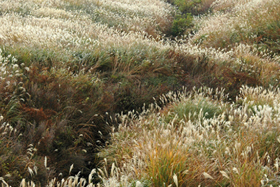 photo 6 of Aso-Kuju National Park