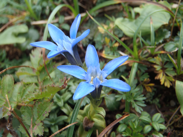 photo of Gentiana nipponica Maxim var. robusta