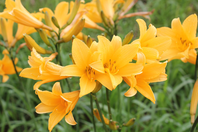 photo of Hemerocallis dumortiei