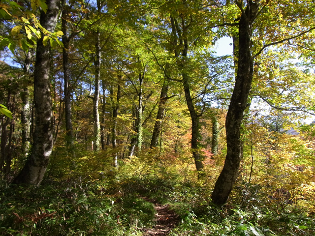 photo of Primeval Japanese Beech Forest