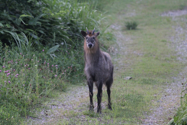 photo ofJapanese Serow