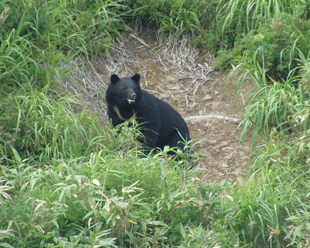 ツキノワグマの写真