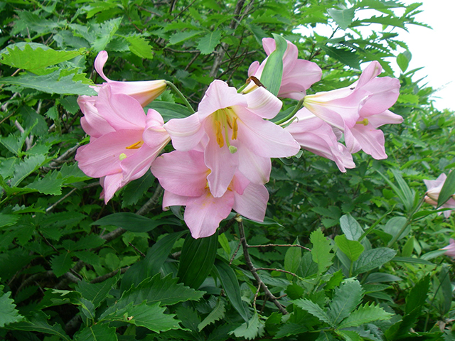 photo of Lilium rubellim