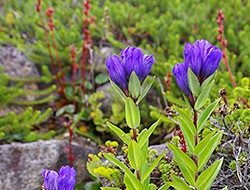 Gentiana triflora var. japonica subvar. montana