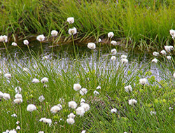 Eriophorum vaginatum