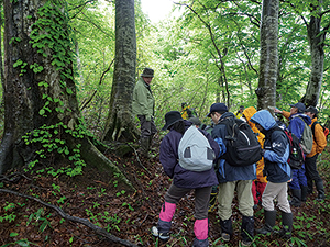 photo of Fresh Japanese Beech Leaves Observation Walk