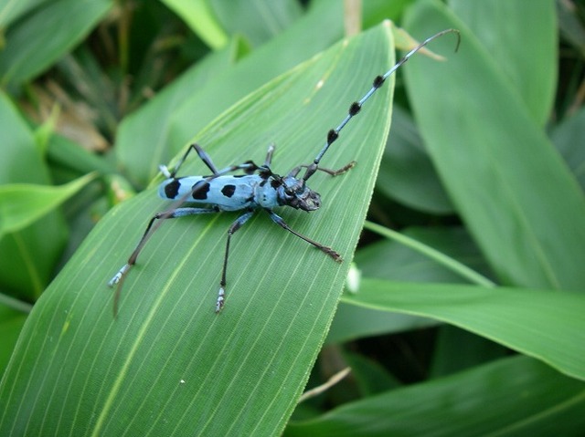 タイトル　ルリボシカミキリ（朝日連峰）