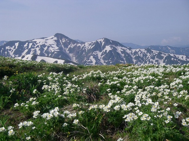 タイトル　ハクサンイチゲと飯豊連峰２
