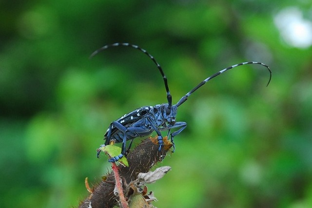 タイトル　ゴマダラカミキリ