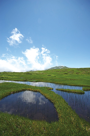 月山・弥陀ヶ原の池塘の写真