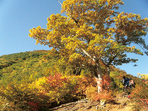 ブナの紅葉