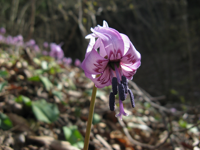 photo of Dogtooth Violet (Erythronim japonicum)