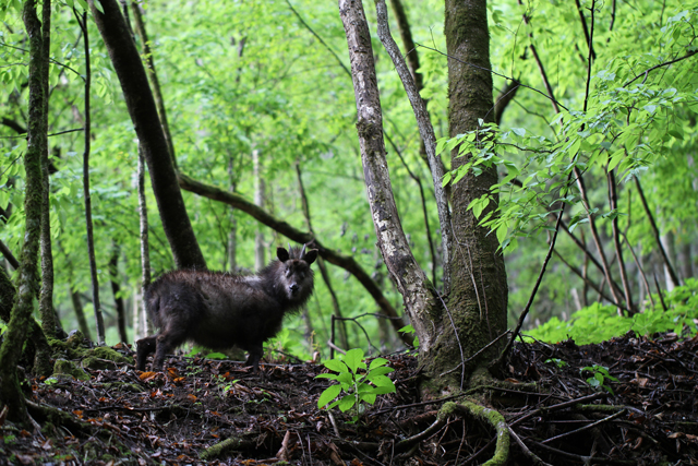 photo of Japanese Serow (Capricornis crispus)