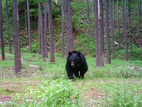 ツキノワグマの写真