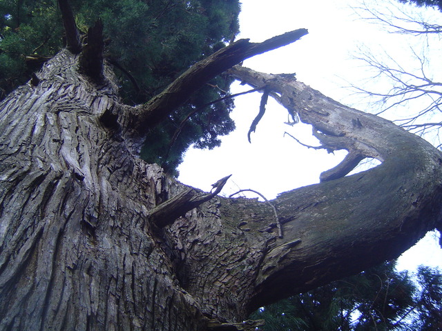 タイトル　天狗の腰掛け杉（御岳山）