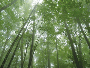 一里観音の広葉樹林の写真