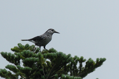 photo 7 of Chichibu-Tama-Kai National Park