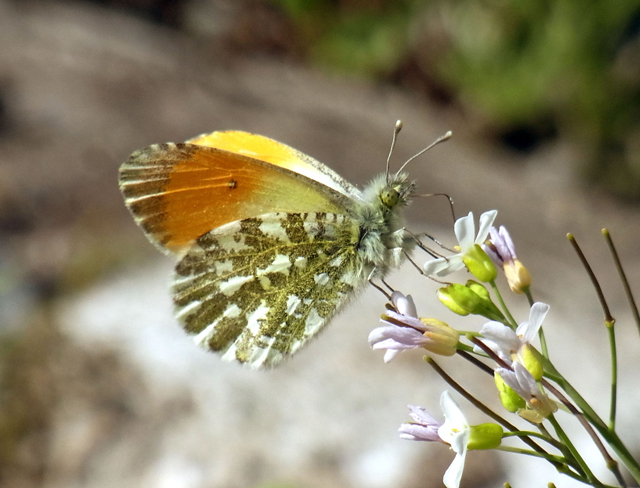 photo of Anthocharis cardamines