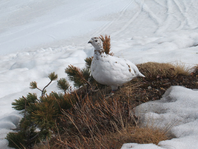 photo of Rock Ptarmigan