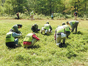 photo of Invasive Species Elimination Efforts in Kamikochi