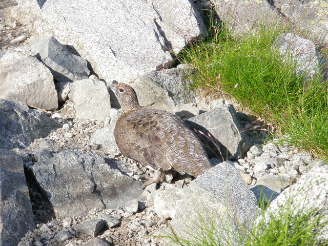 タイトル　オス、夏