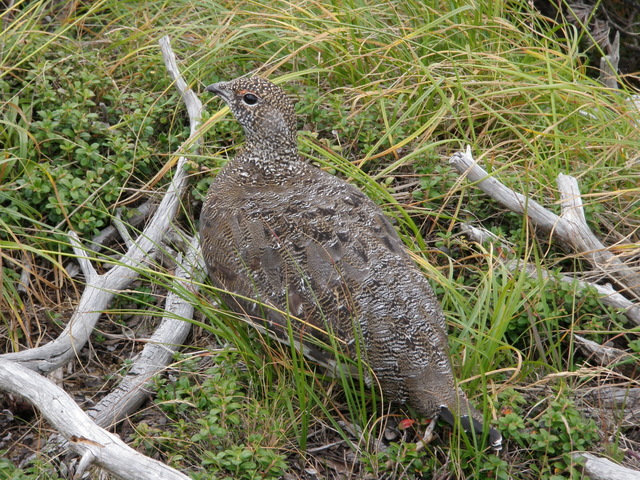 タイトル　オス、秋