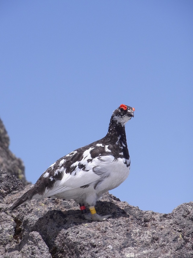 タイトル　オス、春