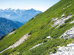 photo of Clusters of Creeping Pine (Mt. Karamatsu)